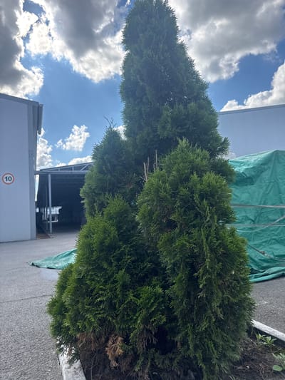 The image depicts an outdoor scene with a focus on a tall, conical evergreen shrub. The shrub is lush green and fills a significant portion of the frame, with some browning visible on its lower branches. In the background, a large, light-colored building with a white roofline is partially visible on the left. To the right and behind the shrub, a structure with a gray metal frame and a green tarp covering parts of it can be seen. The sky is visible above the building and shrub, filled with scattered white and gray clouds against a bright blue background. The lighting suggests it is daytime, likely sunny. On the side of the white building, a circular sign with the number "10" inside a red border is visible. The overall setting appears to be an industrial or commercial area, possibly a nursery or a construction site, given the presence of the tarp and building. There are no people visible in the image.