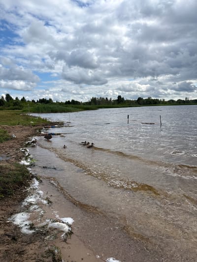 The image depicts a lakeside scene in Мазалаўскі сельскі Савет, Belarus. The foreground shows a muddy shoreline with some white foamy debris and green grass. The water is calm with small waves lapping at the shore. Several ducks are visible in the water, including adult ducks and ducklings. In the water, there are also two red marker poles connected by a rope and a series of buoys or floats made of colorful plastic rings. In the background, a dense line of trees and reeds separates the lake from the sky, which is filled with dramatic, heavy grey clouds interspersed with patches of blue sky.