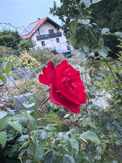 A red rose in the foreground of the image is in focus, with its petals unfurled. The rose is on a thorny stem surrounded by green leaves. A chain-link fence is positioned in front of the rose, partially obscuring the background. Beyond the fence, a white house with a red tiled roof is visible. The house has a balcony and several windows, and solar panels are installed on the roof. The background also includes greenery and trees, suggesting a suburban or rural setting. The sky is overcast, indicating a cloudy day. The scene appears to be in the city of Creußen, Germany.