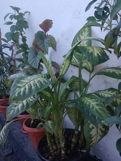 A close-up, eye-level shot features a variety of potted plants positioned against a textured, off-white wall. In the foreground, a large Dieffenbachia plant with broad, variegated green and yellow leaves dominates the center. Its thick, segmented stems are visible emerging from a dark, circular pot. To the left and slightly behind the Dieffenbachia, a plant with large, heart-shaped, dark green leaves speckled with white dots, possibly a Begonia, is visible. Further to the left, a plant with smaller, light green leaves on thin stems is present, and behind that, another plant with thicker, spiny stems can be partially seen. In the background, several terracotta-colored pots containing plants are lined up. The ground beneath the pots appears to be a dark, rough surface. The scene suggests an outdoor setting, possibly a balcony, patio, or garden in Atbasar, Kazakhstan. There are no people or animals in the frame. The lighting is even, indicating it may be daytime.