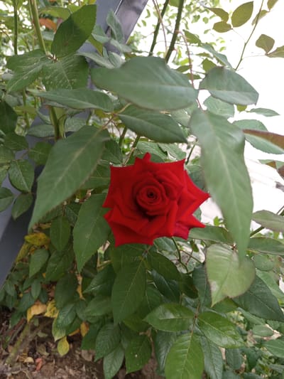 A close-up, eye-level shot captures a single, vibrant red rose in full bloom, centered within a dense cluster of green rose leaves. The rose's petals are tightly furled, revealing a delicate spiral at its core. The leaves exhibit a slightly dusty appearance with some showing faint white speckling. The background is a blur of greenery and a pale, out-of-focus sky, suggesting an outdoor setting. A dark, vertical metal post is visible on the left edge of the frame, partially obscured by the foliage. The ground beneath the rose bush is a mix of dark soil and scattered, dried yellow leaves. The image appears to have been taken in the city of Жаны-Кыштак, Kyrgyzstan, given the context of the prompt.