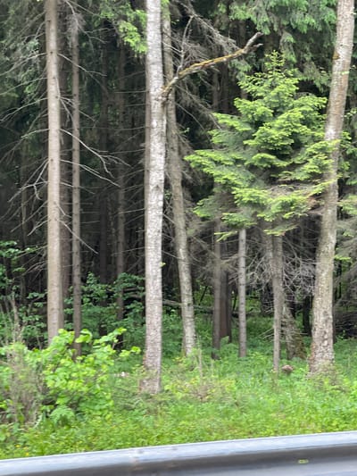 The image shows a dense forest in Starokurovo, Russia. Many tall, thin trees with light-colored trunks dominate the view. The trees have sparse branches, and some are leafless, while others have green foliage. The forest floor is covered in lush green vegetation, including grass and small bushes. To the right, a metal railing is visible. There are no people visible.