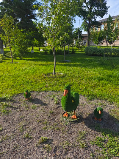 The image shows a park-like setting with lush green grass and trees. In the foreground, there are three decorative topiary figures shaped like ducks. The largest duck is in the center, with two smaller ducks positioned to its left and right. The ducks are made of green artificial turf and have orange beaks and feet. They are placed on a gravel path. In the background, there are more trees, a building with windows, and a fence. The sun is shining, casting shadows on the ground, suggesting it is daytime. The scene is peaceful and appears to be a well-maintained public space. No text is visible in the image.