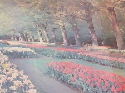 The image depicts a park with rows of blooming flowers and trees. In the foreground, a path curves to the left, bordered by white and yellow flowers. Beyond the path, rows of pink and red tulips extend into the background. Tall trees with green foliage line the background, creating a shaded avenue. The overall impression is one of a well-maintained botanical garden or park, with a focus on floral displays and mature trees. The image is a photograph, likely taken during springtime, given the abundance of blooming flowers. The provided location information for Birlik, Uzbekistan, is not directly discernible from the visual elements of the image itself.