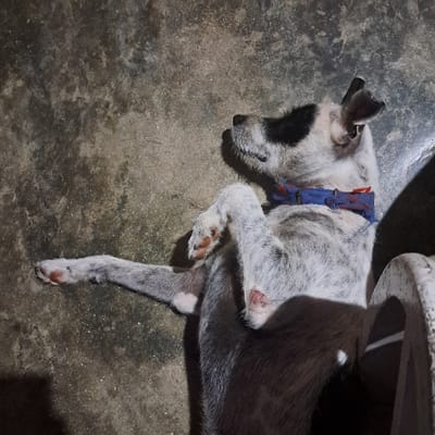 The image shows a black and white dog lying on its side on a concrete surface. The dog is wearing a blue and red collar. Its right leg is extended with its paw visible. Its head is resting on its left leg, and its eyes are closed. The dog is sleeping. The location of the image is in Tocumen, Panama, at the coordinates 9.099 latitude and -79.382 longitude. The image is taken from a top-down perspective. The surface is rough and uneven, and the image is likely taken during the daytime.