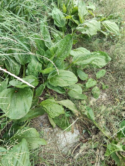 The image shows a close-up, overhead view of a patch of broad-leafed green plants, likely plantain (Plantago major), growing among dry grasses and some taller green grass. The plants have large, oval-shaped leaves with prominent parallel veins. Some of the leaves appear slightly wilted or damaged, with torn edges. Small, light-colored flower stalks, characteristic of grasses, are interspersed throughout the scene. The ground beneath the plants is a mix of dry soil, scattered leaves, and debris. The lighting suggests it is daytime, possibly with overcast conditions as there are no strong shadows. The overall impression is of a natural, uncultivated area, perhaps a roadside or a neglected garden, in Bilyaivka, Ukraine. There is no text visible in the image.