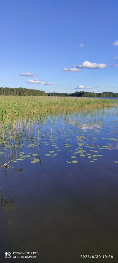 This is a vertical, wide-angle shot of a serene lake scene in Joutsa, Finland. The left side of the image is dominated by a bright blue sky with scattered, fluffy white clouds. The right side transitions to the deep blue of the lake, which is partially covered with lily pads.
Along the shoreline, a dense band of tall, golden-green reeds forms a natural barrier between the water and a dark, verdant forest that stretches across the horizon. The trees are lush and appear to be pine or similar conifers, typical of the Finnish landscape. The water reflects the blue of the sky and the white of the clouds, creating a slightly rippled, mirror-like effect. A few small yellow flowers are visible amongst the lily pads, adding a touch of color.
The scene is bathed in natural light, suggesting it is daytime, likely late afternoon or early evening given the quality of light and the presence of a timestamp. The overall mood is peaceful and tranquil, capturing the unspoiled beauty of a Finnish summer.
Visible text in the lower right corner reads: "2026/6/30 19:56" and "REDMI NOTE 9 PRO AI QUAD CAMERA".