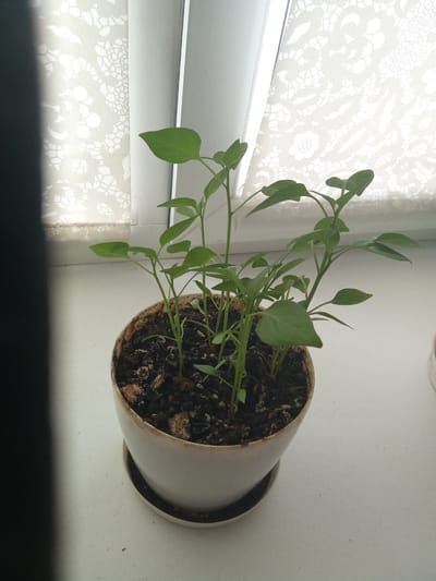 A potted plant with several small green seedlings is placed on a white windowsill. The pot is white and rests on a matching saucer. Behind the pot, a white curtain with a lace pattern is visible. The lighting suggests it is daytime, with light filtering through the curtain. The scene is indoors, likely in a residential setting, and no people are present. The specific location of Luhansk, Ukraine, cannot be determined from the image alone.
