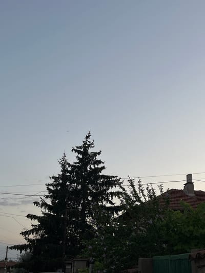 This is a vertically oriented, low-angle outdoor photograph taken in a garden setting in Bulgaria. The primary subjects are a large evergreen tree with a dark green silhouette, and the side of a building with a red tiled roof. The tree occupies the right side of the frame, its branches reaching towards the sky. In the upper right corner, a section of the building is visible, featuring a red tiled roof and a grey pipe protruding from it. A leafy vine with small purple flowers is growing on the side of the building, partially obscuring it and the tree. Electrical wires are strung across the frame, crossing in front of both the tree and the building.
The sky is overcast and light, suggesting it might be early morning or late evening, or that the weather is hazy. No people are visible in the image. The overall mood is serene and natural, with a hint of rural or suburban life suggested by the building and the utility wires. No visible text is present in the image.