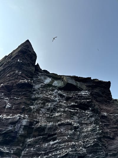 This is a low-angle, medium shot of a sheer, dark rock cliff face teeming with a large colony of white seabirds. The cliff is composed of layered rock, appearing rugged and weathered, with patches of white guano staining its surface. The seabirds, many of which are white with black markings, are perched on ledges and nesting on the various outcrops. The sky above is a clear, pale blue, with two birds in flight visible. The scene appears to be a natural bird nesting site, likely on a coastal cliff in the Shetland Islands, United Kingdom. The image captures the density of the bird population against the dramatic backdrop of the cliff.