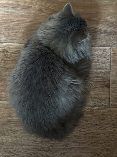 An overhead, medium-shot, color photograph shows a fluffy, gray cat curled up on a light brown wooden floor. The cat's body is mostly obscured by its fur, but its head is visible, turned to the right, with its ears pointed up and its face tucked into its body. The floorboards are arranged horizontally in the frame. The image has a shallow depth of field, with the cat in sharp focus and the floor subtly blurred. The lighting appears to be natural, coming from above. There is no indication of the location being in Raivka, Ukraine or any specific city.