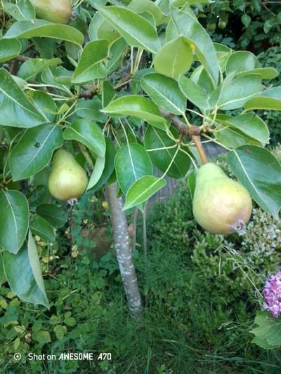 A close-up shot focuses on two ripe pears hanging from a tree branch, surrounded by lush green leaves. The pears are light green with hints of yellow, suggesting they are nearing readiness for harvest. One pear is positioned in the center-left of the frame, while the other is slightly to the right and lower down. The tree appears healthy, with a textured bark visible on its trunk to the right of the pears. The background is a dense mix of green foliage, grasses, and a hint of a wooden fence, suggesting an outdoor garden or orchard setting. A small cluster of purple flowers is visible in the lower right corner, adding a touch of color to the predominantly green scene. The lighting suggests it is daytime, with soft, natural light illuminating the fruit and leaves. The overall impression is one of a serene, natural environment, likely in a rural or suburban location in Lohmar, Germany, during the fruit-bearing season. The bottom left corner of the image contains white text that reads "Shot on AWESOME A70".
