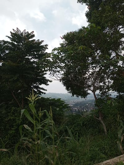 The image displays an elevated view overlooking a valley, identified as the city of Vieng Phouka, Laos, under an overcast sky. In the immediate foreground, dense green vegetation is present, featuring prominent tall grasses, including a corn stalk with a visible tassel slightly left of center. The midground is dominated by dark green foliage from several trees, which frame the distant scene through a central opening. The tree on the left exhibits large, possibly compound leaves, while the tree on the right has smaller, denser leaves. In the background, a cluster of buildings with dark roofs indicative of a settlement is visible in the valley below. Beyond the settlement, hazy, undulating terrain extends towards the horizon. No individuals or specific actions are discernible.