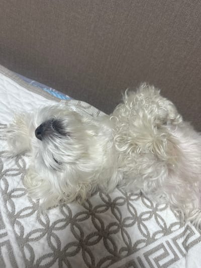 A small, white, fluffy dog with curly fur is lying on its back on a patterned blanket. The dog's face is partially obscured by its fur, but its dark nose is visible. The blanket has a white base with a repeating grey geometric pattern of interlocking circles and squares. To the left of the dog, a textured grey surface, possibly a sofa or rug, is visible. The overall scene appears to be indoors, with soft lighting suggesting daytime. The dog seems relaxed and content, possibly sleeping or resting. No text is visible in the image. The location is Kumertau, Russia.