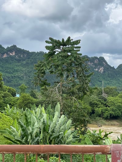 An overcast day frames a lush, green mountainous landscape. In the foreground, a tall tree with distinct, layered branches stands center frame, its leaves a vibrant green against the muted sky. Below it, a dense cluster of banana trees with large, paddle-shaped leaves dominates the middle ground. A muddy river flows to the right of the banana plants. The background features rolling green hills, appearing as a forested mountain range, with rocky outcrops visible on the slopes. A single utility pole stands amidst the trees. A rusty-brown railing runs across the very bottom of the image. The scene depicts a natural setting within or near the city of Hà Giang, specifically in Ward 2, given the characteristic karst landscape and vegetation typical of the region. There are no people visible in the image.