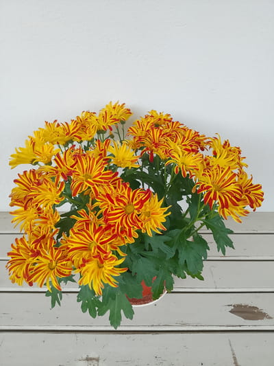 A potted plant of yellow and red chrysanthemums sits on a white wooden surface against a textured white wall. The flowers are abundant and fill the pot. The wooden surface has visible wear and tear. No people are present. The scene is indoors.