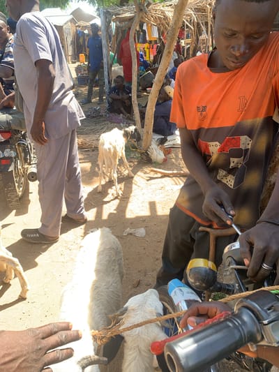 In Dull A, Nigeria, a group of people are gathered in a dry, outdoor setting. The scene appears to be a market or a communal area, with several makeshift stalls visible in the background, constructed from wood and thatch. A young person wearing an orange t-shirt is the central figure, looking downwards with a concerned expression. They are interacting with a motorbike, holding a small tool, possibly a screwdriver, and adjusting a part of the vehicle. Another person's hands, wearing a silver ring, are also visible near the motorbike.

Goats are present in the scene, with two white goats prominently featured. One goat is lying down, while another stands nearby. A few chickens are also visible, adding to the rural atmosphere. The ground is dusty and dry, indicating a warm, possibly sunny, time of day, judging by the shadows cast.

In the background, other individuals are present, some tending to goods displayed on the ground, which appear to be bundles of rope or fabric. The overall mood suggests everyday activity in a community, possibly related to trade or vehicle maintenance. The image captures a moment of focused activity amidst a lively, if somewhat rustic, environment. No specific time of day is discernible beyond the general impression of daylight, and the weather appears to be dry.