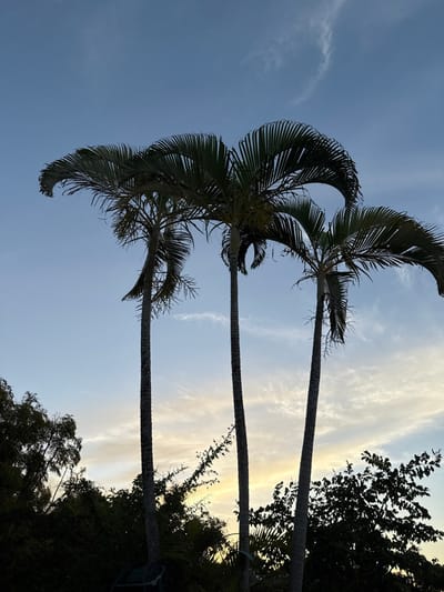 The image depicts three tall palm trees silhouetted against a twilight sky in Māhina, France. The upper sky is a deep blue with scattered thin, white clouds. Towards the horizon, the sky transitions into lighter hues of blue, yellow, and pale white, suggesting either dusk or dawn. The palm trees exhibit dark, slender trunks and full, arcing fronds. Below the palm trees, a dense, dark silhouette of additional foliage and smaller trees occupies the lower foreground. A coiled dark-colored object, possibly a hose or cable, is visible at the base of the leftmost palm tree. No individuals or specific activities are present within the frame.