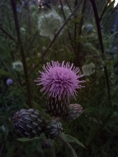 This media file is a close-up, vertical, eye-level shot of a thistle flower in bloom, with several unopened buds surrounding it. The main subject is a vibrant purple thistle flower with a spiky, feathery appearance, its petals extending outwards from a dark, cone-shaped base. Below the blooming flower are two closed buds, one significantly larger than the other, both displaying a striped, grey-green coloration. The background is a dark, out-of-focus mix of green foliage and thin, dark stems, suggesting a natural, overgrown setting.
The lighting indicates it is likely dusk or dawn, with soft, diffused light casting a muted glow on the flower and buds. The overall atmosphere is serene and slightly moody due to the low light conditions. There are no people or discernible text in the image. The presence of thistles suggests an outdoor environment, possibly a meadow, garden, or wild area. Given the provided location context of Kołobrzeg, Poland, this image could have been taken in a natural landscape or a park within or around the city.
