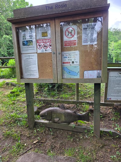 This image depicts an outdoor information board for "The Rosie" at Connah's Quay, United Kingdom. The board, constructed of light brown wood, features a prominent horizontal plank at the top with "The Rosie" inscribed in dark capital letters. It stands on two vertical wooden posts. The board is divided into two glass-fronted display panels. The left panel contains several printed notices: - The top section displays images of various fish species and an aerial view of a body of water labeled "Rosie Lake (wetlands) with fishing pegs." - Below this is a "WARNING CCTV IN OPERATION" sign with yellow and black hazard stripes. - Further down, a large red "WARNING" sign presents three circular pictograms with red crosses, prohibiting fires/barbecues, swimming, and boating. Logos for the "Environment Agency" and "Angling Trust" are visible below. - The bottom section details "Connah's Quay & District Angling Club Codes of Practice / Rules" for members and day permit holders, listing multiple regulations in small text. The right panel also contains several printed notices: - The top section displays "MEMBERSHIP & Day Ticket Information," outlining various ticket prices for full members, senior citizens, juniors, and day tickets. - Below this is a "Sports Venue No Dogs" sign, featuring a red circle with a diagonal line over a dog pictogram. - Further down, a section titled "CLUB ASSOCIATES AND SPONSORS" displays multiple logos, including FLC, Angling Trust, Deeside, and Round Table. - Below the sponsors, a blue map illustrates "Rosie Lake" with numbered fishing pegs. - The bottom right corner contains a small whiteboard with some illegible writing and a QR code labeled "HOME GAME." Beneath the main information board, a dark-colored, large fish sculpture, approximately 1.5 meters in length, rests on a horizontal wooden beam. The sculpture is covered with numerous small coins, particularly on its head and body, suggesting it functions as a donation or wishing well. To the right of the main board, a smaller, darker wooden sign is partially visible. This sign also provides "RULES FOR THE ROSIE" for "Connah's Quay & District," followed by a list of regulations. Social media icons for Facebook and Instagram, along with a website address, are present at the bottom of this sign. The immediate ground area is a mix of green grass and patches of exposed soil or mud, with some scattered small rocks. In the background, dense green foliage of trees is visible