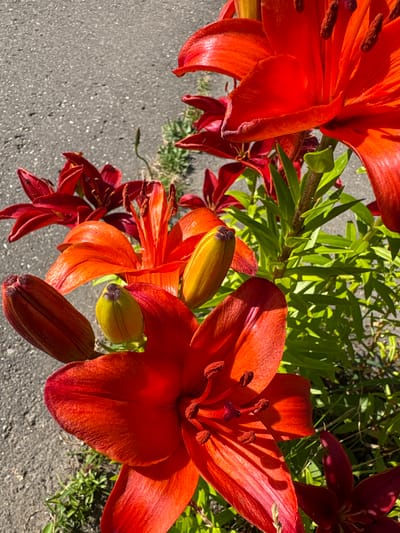The image shows a close-up view of several bright orange and deep red lilies in bloom, set against a backdrop of green foliage and a gray asphalt surface. The lilies are the primary subjects, with their vibrant petals and stamens prominently displayed. Some of the flowers are fully open, revealing their intricate details, while others are still in bud form, showing a range of stages of development. The lighting suggests it is daytime, with sunlight casting distinct shadows on the petals, highlighting their texture and form. The asphalt ground indicates an outdoor setting, possibly a garden path or roadside. The presence of multiple lily varieties, both orange and deep red, suggests a cultivated area. There are no people or animals visible in the image, and no text is present. The overall mood is one of natural beauty and vibrancy, capturing the essence of a summer garden in full bloom. The location context of Bahushewsk, Belarus, places this scene in a specific geographical setting.