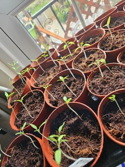 A collection of approximately 30 small, green plant seedlings is arranged in individual terracotta-colored plastic pots, positioned indoors on a flat surface next to a window. Each pot contains dark, fibrous growing medium and supports a single seedling, characterized by a slender stem and two light-green cotyledon leaves, with some displaying early true leaf development. The seedlings generally exhibit etiolation, stretching towards the light source from the window. The window features a white frame and offers a view of an outdoor environment, revealing a dark, scrolled metal balcony railing and distant green foliage, indicating an exterior garden or natural setting. The scene is illuminated by natural daylight entering through the window. No individuals or active interactions are present within the immediate area of the Cherwell District, United Kingdom.