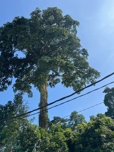 The image shows a low-angle view of trees and power lines against a blue sky. One large tree dominates the left side of the frame. It appears to have a thick trunk covered in vines or other growth, extending horizontally across a significant portion of the image. Other trees with dense green foliage are visible on the right. Dark power lines run diagonally across the sky between the trees. The location is presumed to be Petulu, Indonesia.