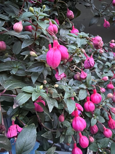 The image shows a close-up of a fuchsia plant with numerous pink and fuchsia-colored flowers and buds. The flowers are characterized by their pendant, bell-like shape. The leaves are dark green and ovate. The plant appears to be densely grown, with many branches and foliage. The background is softly blurred, suggesting an outdoor setting, possibly a garden or park. There are no people or animals visible in the image. The lighting is subdued, contributing to a slightly muted color palette. The scene is devoid of any context that would pinpoint its location in the city of Creußen, Germany, or any other specific geographic location.