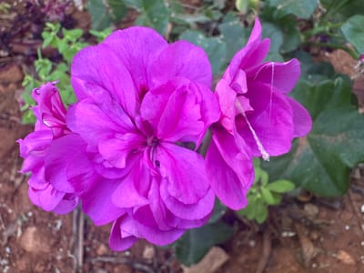 In Tirat Karmel, Israel, a close-up shot captures a cluster of vibrant pink geranium flowers. The blossoms are in full bloom, with their ruffled petals taking center stage. Some petals show delicate veins and a slightly crinkled texture, while others are smooth and velvety. The background is a soft blur of earthy brown soil, interspersed with small green leaves and a few dry brown leaves, suggesting a garden or natural setting. The lighting is natural, highlighting the vivid color of the flowers and casting subtle shadows. There are no people or animals visible in the frame. The overall impression is one of natural beauty and delicate floral detail.