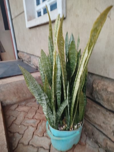 A snake plant, potted in a light blue plastic container, is situated on a paved outdoor surface. The plant features numerous tall, pointed leaves with mottled green and white patterns. Some leaves exhibit yellowing. The container appears aged, with visible wear. Behind the plant is a weathered exterior wall, partially obscured by a small window frame. The overall setting suggests a residential or garden area.