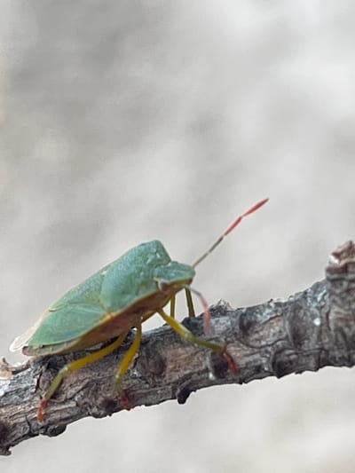 A close-up, side profile shot shows a light green stink bug clinging to a textured, brown tree branch. The bug is positioned on the right side of the frame, with its body angled upwards and towards the left. Its light green, shield-shaped body is prominent, with hints of brown and yellow on its legs and antennae. The bug's antennae are long and thin, with a reddish tip on the left antenna. The tree branch is rough and appears to be dead or dry, with visible crevices and a few small, white speckles. The background is softly blurred, consisting of muted shades of gray and white, suggesting an overcast sky or a distant, out-of-focus natural element. The lighting is soft, indicating it could be daytime, possibly under cloudy conditions. There is no visible text in the image. The scene suggests a moment of stillness in a natural environment, likely in Lyutizh, Ukraine, given the location context.
