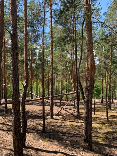 The image depicts a forest scene in Hostomel, Ukraine. The foreground is dominated by the trunks of several tall pine trees with rough, brown bark. The ground is covered with dry pine needles, fallen branches, and scattered pine cones, with patches of green moss visible in some areas. Sunlight filters through the canopy, casting dappled shadows on the forest floor. In the mid-ground, there is a rustic wooden fence-like structure constructed from branches, appearing somewhat dilapidated. Beyond this, the forest continues with more pine trees and a dense undergrowth of green foliage, suggesting a natural woodland environment. The sky visible through the trees is a clear blue. The scene is devoid of any human presence or activity.