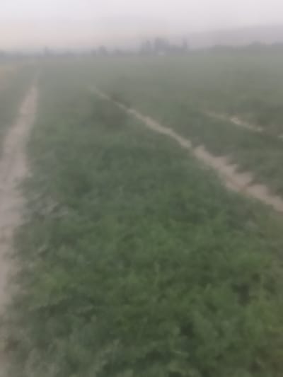 The image shows a blurred, hazy view of a field, likely agricultural, with rows of green vegetation. The sky is overcast and appears light grey. There are faint, lighter-colored paths or tracks running through the field, suggesting it is being cultivated. In the distance, a faint line of trees or a blurred landscape can be seen through the haze. The overall impression is one of a rural or semi-rural setting on a foggy or misty day. No specific landmarks or structures that would definitively place this in Боғистон, Tajikistan, are visible.