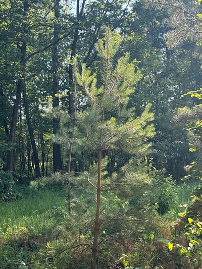 A young pine tree stands in the foreground of a sunlit forest in Żurawiniec, Poland. The pine has green needles and a slender brown trunk. Behind it, other trees with lush green leaves create a dense backdrop. The ground is covered with tall green grass and some dry leaves. The sunlight filters through the trees, creating dappled patterns on the foliage and ground. The scene is peaceful and natural, characteristic of a forest environment.