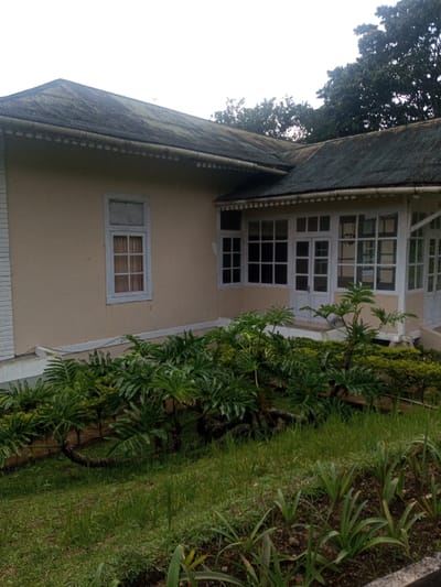 The image displays the exterior of a building located in Nghĩa Đồng Commune, Vietnam, under an overcast sky. The single-story structure features light beige walls and a dark, possibly corrugated metal, roof showing signs of green patina. A white decorative gutter with repeating circular patterns runs along the eaves. The left portion of the building presents a tall, white-trimmed window with internal brown coverings, positioned below a smaller, horizontal white window. To the right, an enclosed veranda or sunroom section is visible, characterized by multiple white-framed, multi-paned windows and a central white double door, also multi-paned. The building sits on a white foundation or base. The immediate foreground and mid-ground consist of a landscaped area with green grass and garden beds. Prominent in the mid-ground are several plants with large, deeply lobed green leaves and thick, curving, woody stems, interspersed with smaller, dense green shrubs. The background reveals a dense canopy of dark green trees behind the building's roofline. No individuals or explicit activities are visible.