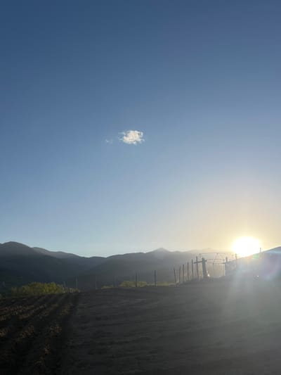 A landscape photograph captures a serene rural scene, likely at sunrise or sunset, featuring a vast sky, distant mountains, and an agricultural field. The sun, a brilliant golden orb, dominates the upper right portion of the frame, casting a strong glare and lens flare that diffuses a warm light across the hazy sky. The sky transitions from a clear, deep blue on the left to a lighter, golden hue near the sun. A single, small white cumulus cloud is visible in the upper left quadrant of the sky.

Below the expansive sky, a range of dark, silhouetted mountains stretches across the mid-ground, their peaks forming a gentle horizon line. In the foreground, an agricultural field, possibly recently tilled or planted, extends from the bottom of the image towards the mountains. Distinct rows are visible across the field, with areas of green vegetation growing along some of these lines, particularly towards the left. A series of wooden posts are interspersed within the field, leading towards the mid-ground, suggesting a fence or support structure for crops. A metallic structure, potentially farm equipment or part of an irrigation system, is partially visible near the bright sun on the right.

No people are present in the image. The scene, located in or around Kornitsa, Bulgaria, conveys a sense of tranquility and highlights the natural beauty of the agricultural landscape under the dramatic lighting of a low sun.