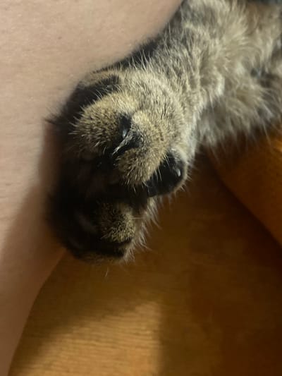 The image shows a close-up of a cat's paw and leg resting on a person's skin and a wooden surface. The cat has tabby markings, with shades of brown and black fur. The person's skin is visible on the left side of the image, with a light complexion. The background consists of a textured wooden surface in a warm, brown hue. There are no discernible elements that indicate a specific location in Pokhvistnevo, Russia, or any crime scene details.