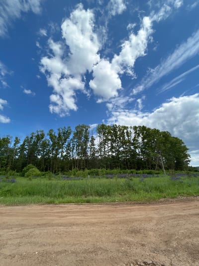 The image displays a rural landscape, consistent with an outdoor scene near Kamennyi Kliuch, Russia. The composition is divided horizontally into three primary sections: sky, vegetation, and a dirt road.

The upper portion of the frame features a clear, deep blue sky with scattered white clouds. On the left side, several distinct, fluffy cumulus clouds are present. Towards the right, the clouds become more elongated and streaky, resembling cirrus formations.

The mid-ground consists of a dense line of tall, deciduous trees with vibrant green foliage, forming a natural treeline that spans the width of the image. The trees exhibit varied heights but maintain a relatively uniform canopy line. Below the trees, a field of rich green grass is visible, interspersed with numerous clusters of purple-blue wildflowers, identifiable as lupines, blooming across the expanse. A light-colored utility pole is partially obscured by the trees on the far right side of the image, appearing to lean slightly.

The lower third of the image is dominated by an unpaved, light brown dirt road. The road surface is textured with visible variations in soil and small aggregate, along with subtle tire tracks and undulations, suggesting recent vehicular passage. No individuals, animals, or man-made structures other than the utility pole are visible within the frame. The scene is illuminated by bright daylight, indicating clear weather conditions.