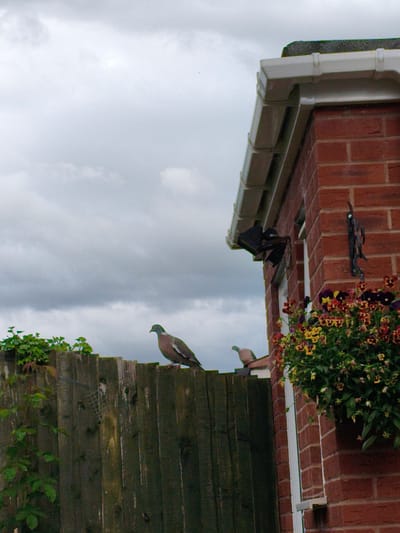 The image depicts an outdoor scene with a cloudy sky as the backdrop. In the foreground, a wooden fence runs horizontally, with some greenery growing on the left side. On top of the fence, two pigeons are visible. One pigeon is standing on the left, facing left, and the other is on the right, facing right. The fence appears to be located in the backyard of a brick house. The house has white guttering along the roofline and a hanging basket of colorful flowers, likely pansies, attached to the brick wall. The overall impression is of a domestic setting, possibly a garden or yard, in a suburban area of Wychavon, United Kingdom.