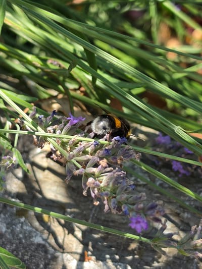A bumblebee with black and yellow stripes is seen on a lavender plant. The bee is positioned on a stalk of lavender flowers, with its head down as if collecting nectar. The lavender flowers are small and purple, with some dried buds visible. Green stems and leaves of the plant are also present. The background is out of focus, showing a mix of green foliage and sunlight. The scene appears to be outdoors, possibly in a garden or natural setting. The image does not provide any information to determine its location in Indzhe Voyvoda, Bulgaria.