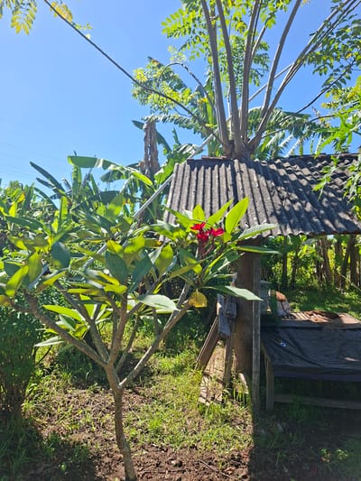 The image, captured in Lodtunduh, Indonesia, shows a lush tropical environment with a plumeria tree in the foreground. The tree features vibrant green leaves and several red blossoms. Behind the tree, there is a dilapidated structure with a corrugated metal roof. To the right of the structure is a partially obscured wooden structure covered with a dark tarp. The ground consists of both bare soil and patches of green grass. Above, a clear blue sky provides a backdrop for a variety of trees, including banana trees and others with light green leaves. A power line is visible stretching across the blue sky.