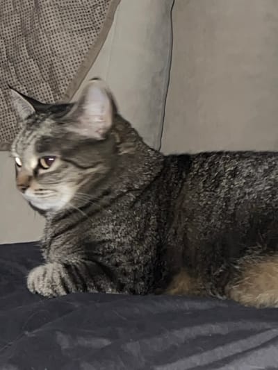 A tabby cat is lying on its back on a couch. The cat has dark stripes and a gray and white face. The cat's tail is fluffy and partially visible. The couch is made of different materials, including a patterned fabric on the left and a smooth, dark fabric on the right. The background is out of focus, but appears to be a light-colored wall.