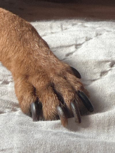 A close-up photograph shows a canine paw resting on a light-colored, textured fabric. The paw is covered in short, reddish-brown fur. The dog's nails are long and dark. The image does not provide any information related to Kalipetrovo, Bulgaria, or any other location. There are no people visible, no actions taking place, and no interactions occurring in the scene. The environment consists solely of the paw and the fabric.