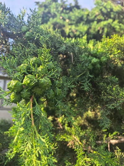 A close-up, shallow depth-of-field photograph shows a cluster of green pinecones on a conifer branch. The pinecones are roughly spherical with a textured, slightly spiky surface, and they are densely packed together on the branch. The needles of the conifer are a vibrant green, with some areas catching the sunlight, creating a bright, almost golden hue. The background is blurred, showing more of the conifer foliage and a hint of a pale blue sky. The location is identified as Myskhako, Russia. The image captures a natural element of the environment, devoid of any human presence or activity.