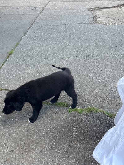 A small, black puppy lies on a gray asphalt surface, likely a road or sidewalk. A strip of green grass runs along the edge of the asphalt. Part of a white object, possibly a cloth or plastic bag, is visible in the upper right corner of the image. The location is presumed to be Ruma Municipality, Serbia, though specific landmarks or details confirming the exact location are absent.