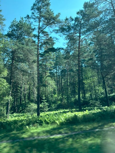 The image shows a dense forest with tall evergreen trees, likely pines, under a clear blue sky. The foreground is filled with lush green ferns and grass, blurred due to motion, suggesting the photo was taken from a moving vehicle. Sunlight filters through the trees, creating dappled light and shadows on the forest floor. The location is identified as Cheposh, Russia. There are no people or man-made objects visible in the scene, focusing entirely on the natural environment.