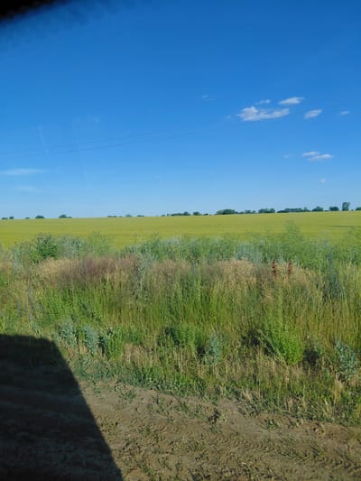 This is a vertically oriented, eye-level photograph of a rural landscape in Myrne, Ukraine. The scene is divided into three distinct horizontal bands. The left third of the image is a vast expanse of clear, bright blue sky with a few scattered white clouds. Three thin, dark power lines are visible, stretching diagonally across the sky from the bottom left towards the top right.
The middle section of the image is a vibrant green field, likely crops, that stretches horizontally towards the horizon. A line of dark green trees forms the boundary of the field in the distance. Adjacent to this field, along the right side of the image, is a strip of wilder vegetation, featuring tall grasses and a mix of green and brown foliage, with some lighter green bushes interspersed.
The far right of the image is a dirt path, appearing somewhat muddy in places, with visible tire tracks. A dark shadow, cast by an unseen object, diagonally bisects the lower right portion of the image, obscuring part of the dirt path and vegetation. The lighting suggests it is daytime, likely a sunny day with a slight breeze causing the grasses to sway. The scene evokes a sense of open space and natural beauty, characteristic of a rural Ukrainian setting. There is no visible text in the image.