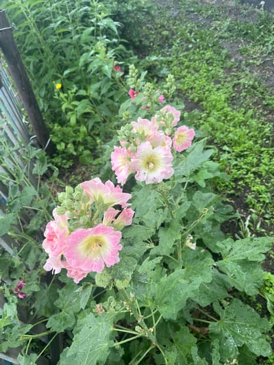 In the village of Ozyorny, Akmola Region, Kazakhstan, a cluster of blooming hollyhocks stands tall on a slightly overcast day. The flowers, primarily in shades of soft pink and creamy white, display delicate, ruffled petals. Some of the blossoms reveal a yellow center, attracting small insects. The plants are lush, with large, green, textured leaves that show signs of recent moisture, likely from rain, as evidenced by water droplets clinging to their surfaces. The hollyhocks are situated in a garden area, with a weathered wooden fence and glimpses of other green foliage in the background. The ground appears to be a mix of soil and low-lying greenery, suggesting a natural, slightly unkempt outdoor setting. The overall impression is one of natural beauty and growth in a rural environment.