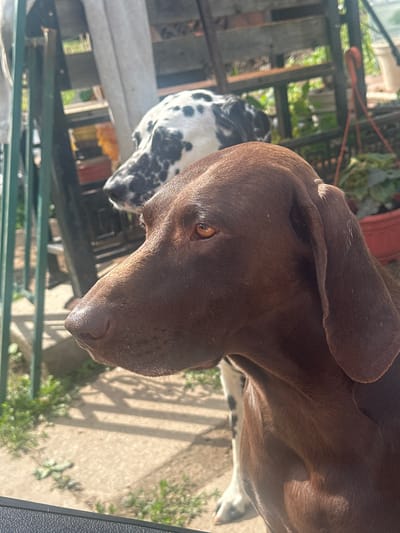 The image depicts two dogs in an outdoor setting, likely a backyard or yard. In the foreground, a brown dog, possibly a German Shorthaired Pointer, is shown in profile, facing left. Its coat is a rich brown, and its eyes are a warm amber. The dog's head and neck are the primary focus, with its floppy ears visible. Behind the brown dog, a Dalmatian is partially visible, its characteristic black spots on a white coat. The Dalmatian appears to be looking towards the right. The environment suggests a sunny day, with shadows cast on the concrete ground. In the background, there are hints of gardening structures, plants in pots, and possibly a greenhouse or shed. The scene is situated in Aleksandrovka, Russia.