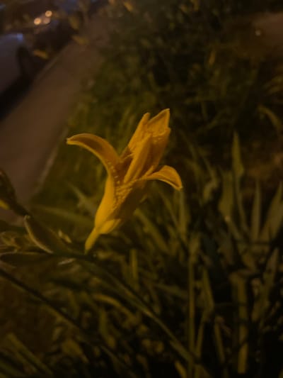 The image shows a close-up of a yellow flower in a garden at night, with blurred lights and greenery in the background. There are no people or specific landmarks to indicate a location in Otradnoye, Russia.
